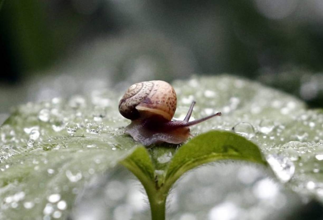 RUSIA. Caracol en otoño. Un caracol sobre una hoja cubierta por gotas de lluvia en el parque Ostafyevo en Moscú. Foto: EFE/Maxim Shipenkov