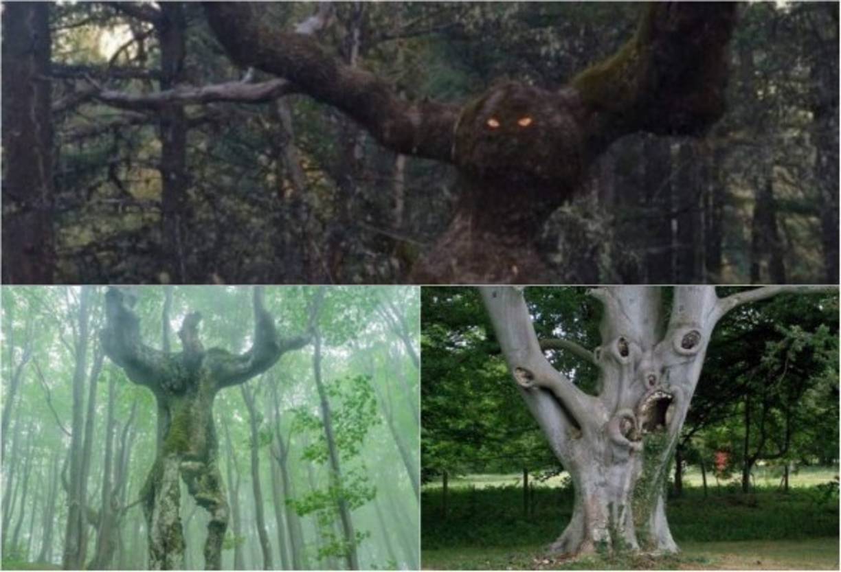En esta fotogalería te exponemos los árboles más tenebrosos del mundo.