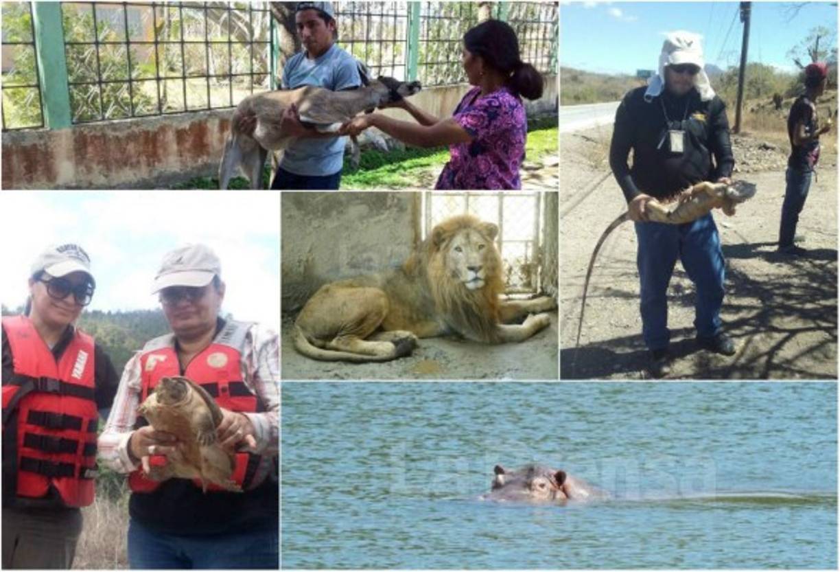 "El Ministerio Público hondureño puso en marcha este martes la “Operación Artemisa”.<br/>"
