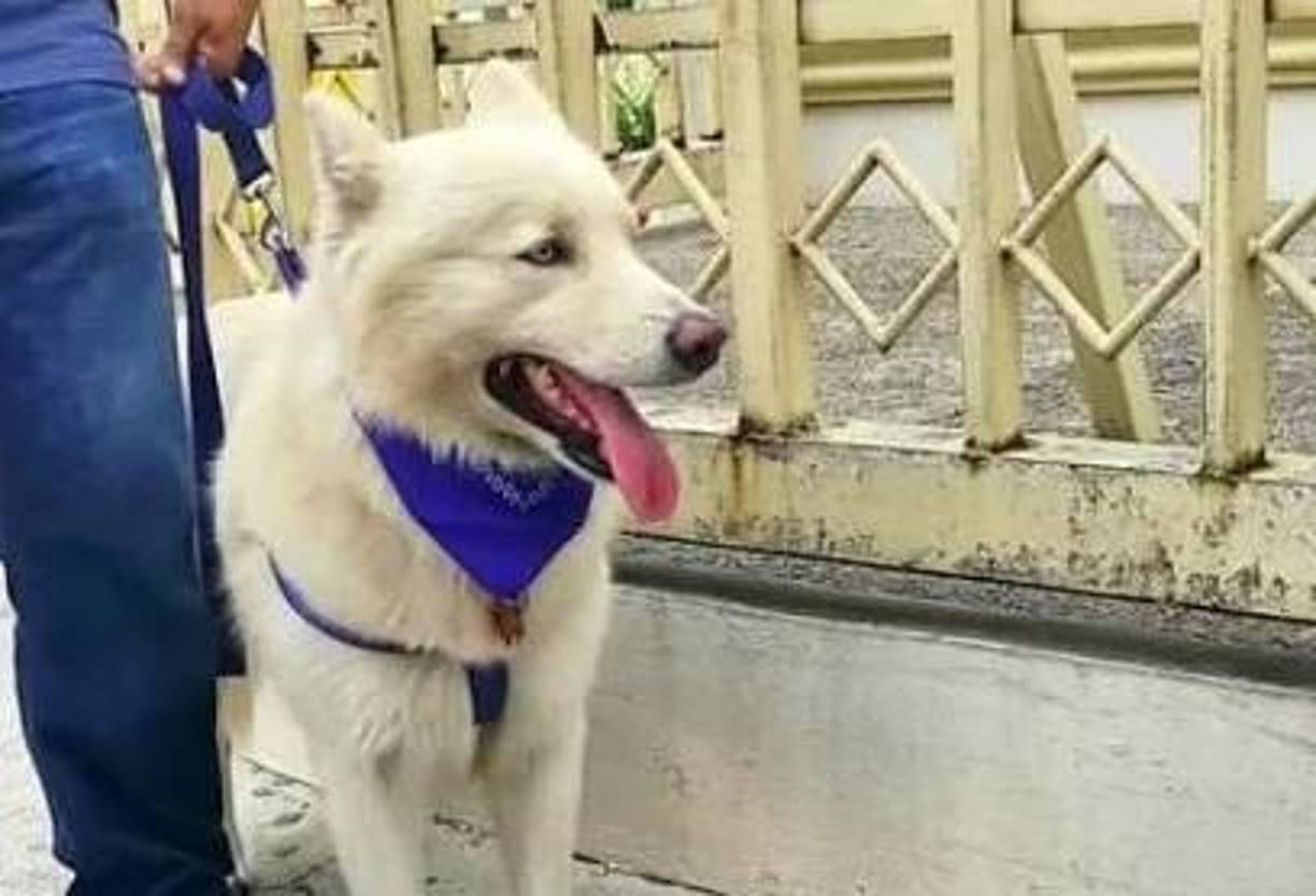En las últimas horas se reportó el fallecimiento de Sky, el único perro en Honduras que ha enfrentado un proceso judicial. 