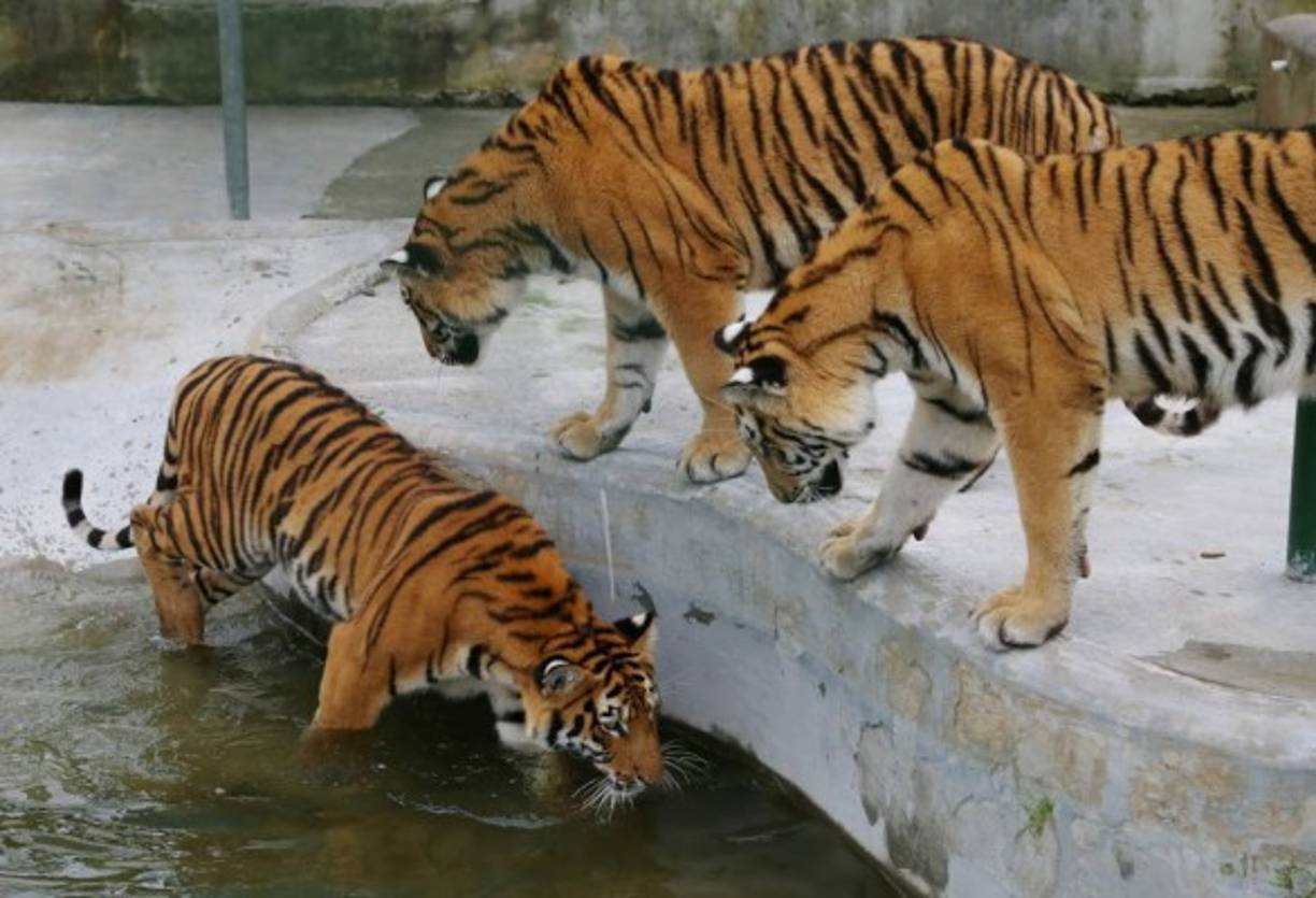 Llamativos, así son los tigres de bengala que hay en Joya Grande.