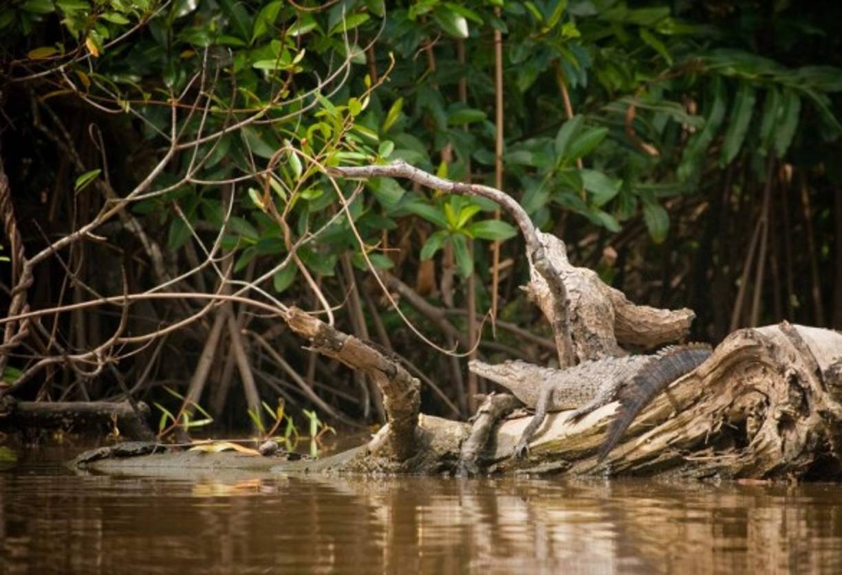 Punta Izopo es el segundo parque nacional ubicado en las inmediaciones de Tela. Fue declarado por la Convención Ramsar como el Humedal de Interés Internacional<br/>