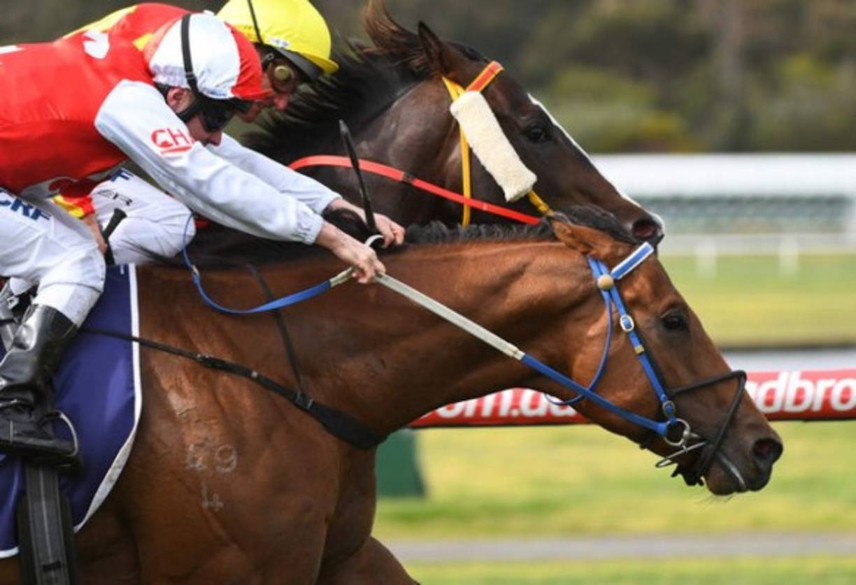 CARRERA. Ganó por una nariz. Ryan Maloney (rojo) monta a Superhard para derrotar a Damien Oliver, que monta a Written Choice, en la primera competencia del Melbourne Racing desarrollado en Australia.