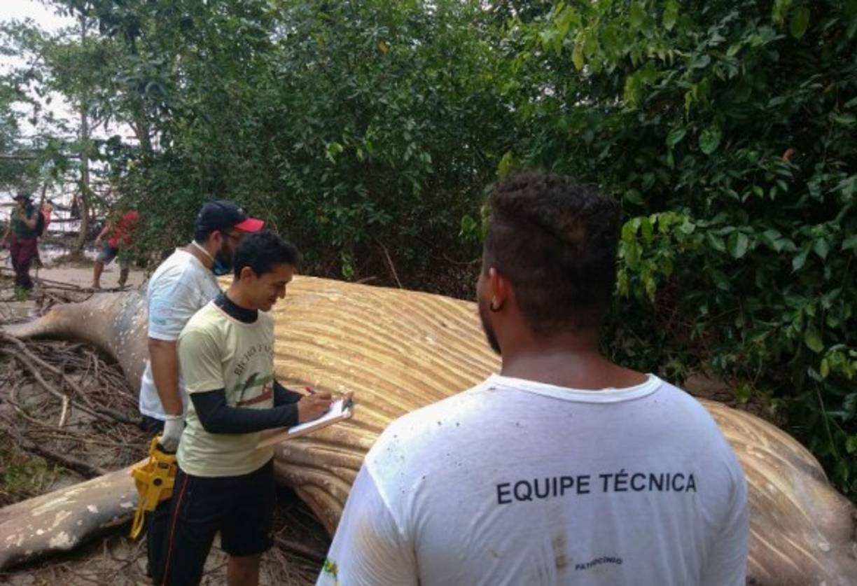 Se confirmó que se trataba de una ballena jorobada. La zona cuenta con macromarés y es comprensible que el animal hubiera llegado hasta la selva, comentaron los expertos.