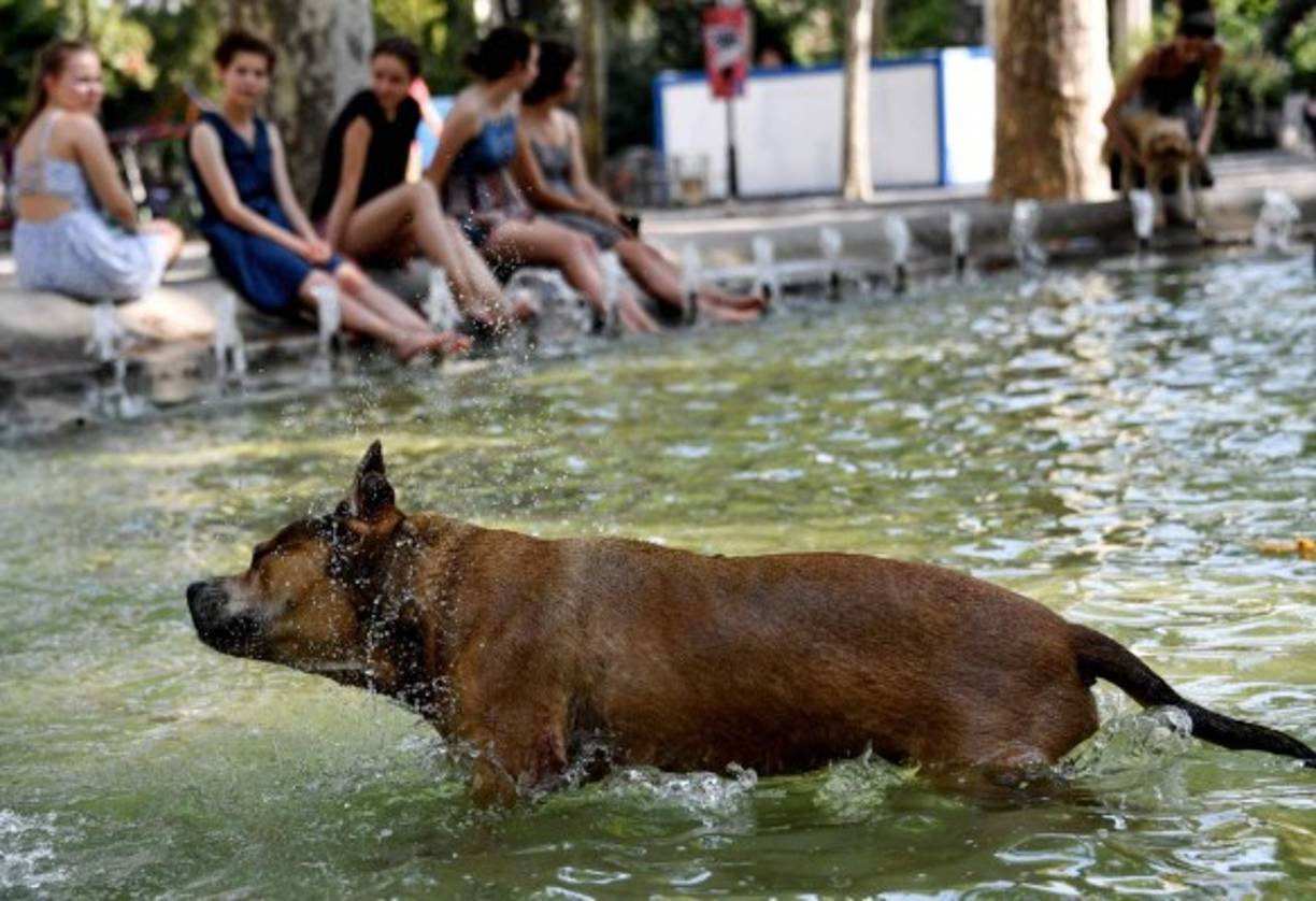 Tampoco se libran del calor los animales y los trabajadores del zoo romano han repartido su comida dentro de bloques de hielo.
