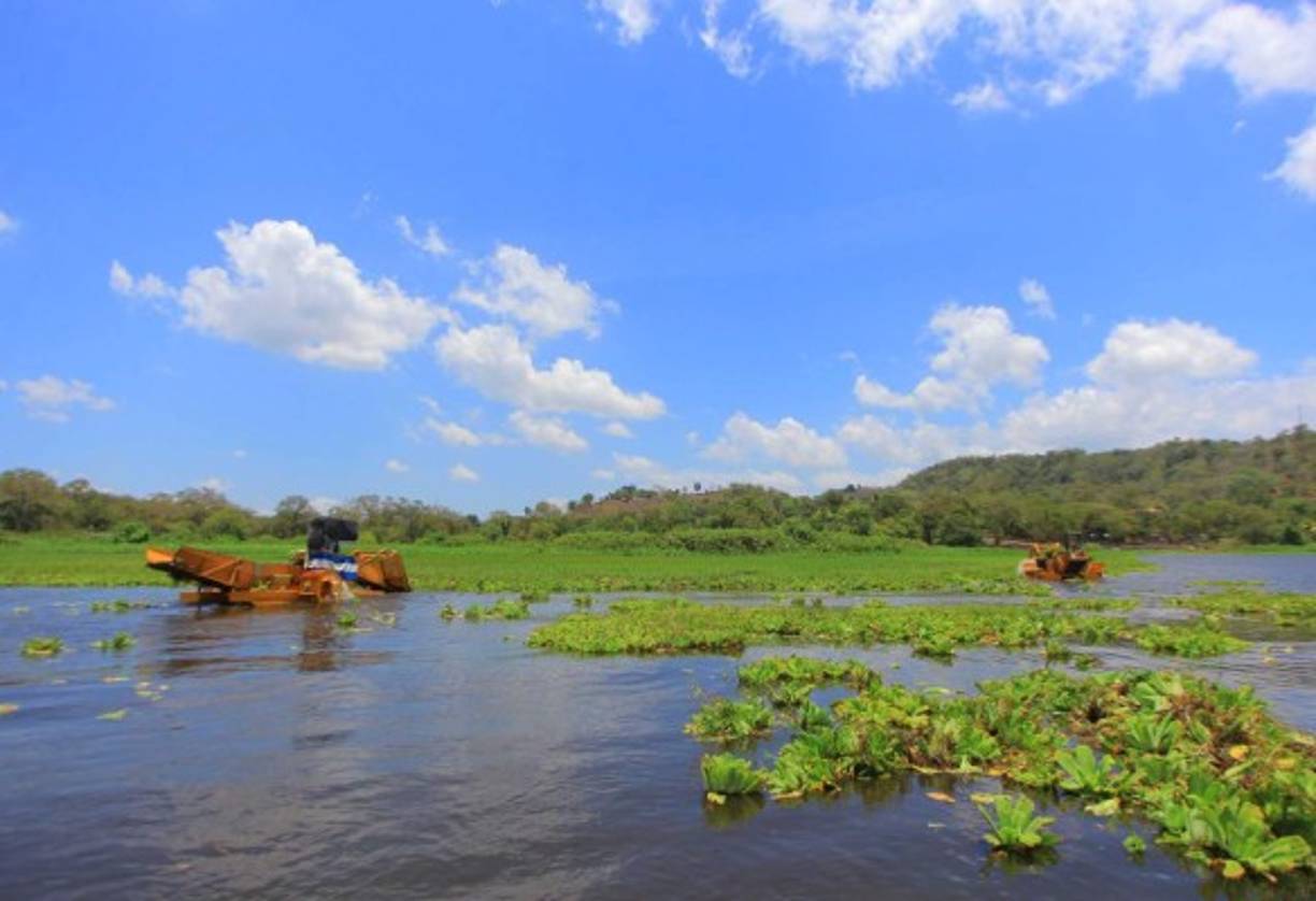 Actualmente se trabaja en despojar la laguna de la lechuga acuática.