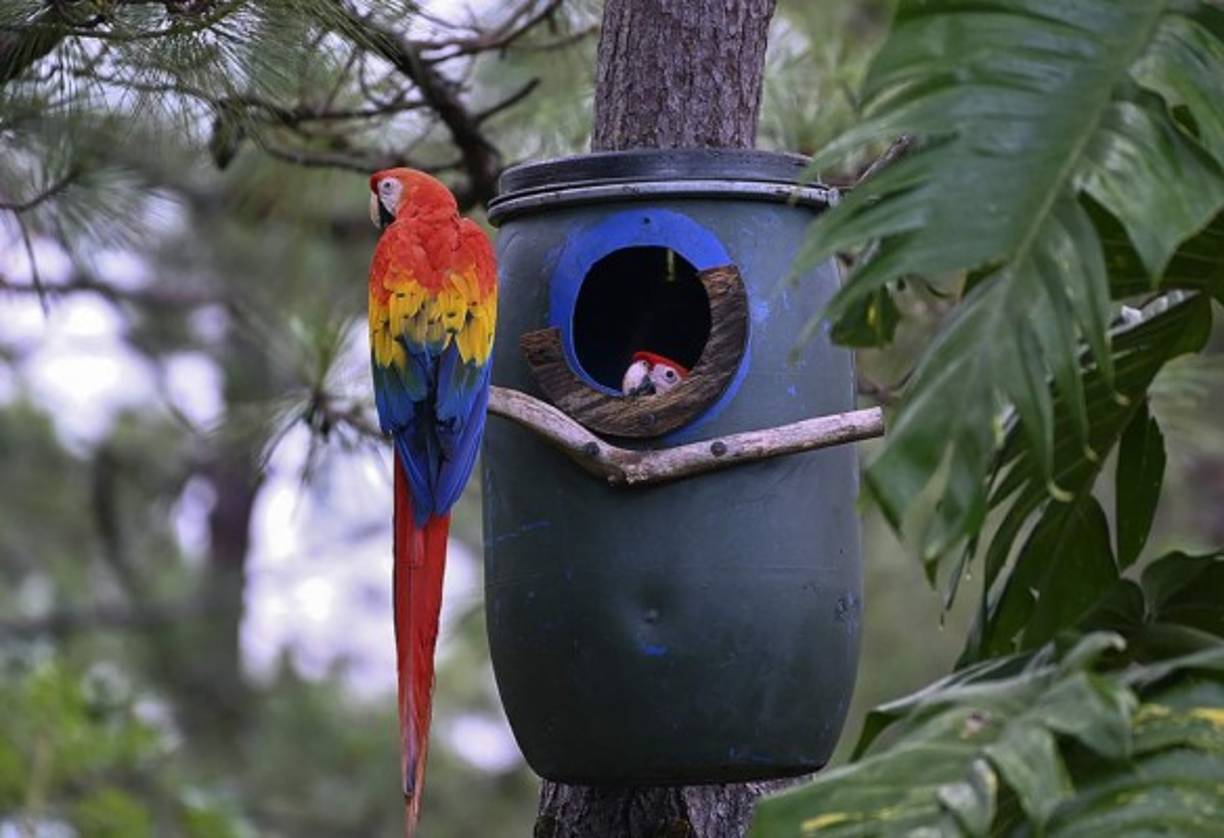 Todo este trabajo forma parte de una labor emprendida por la ONG Pro-Alas, tanto en Gracias como, principalmente, en el Macaw Mountain Bird Park, cerca de un santuario de la civilización Maya, en el distrito de Copán Ruinas. Allí los polluelos salen del cascarón y son tratados y cuidados hasta su crecimiento y liberación.