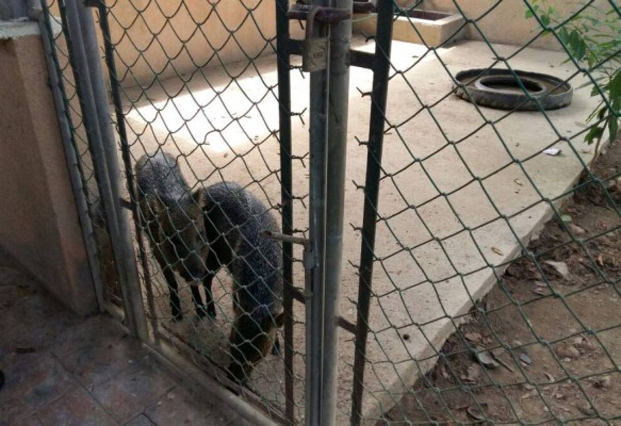 Dos crías de tapir en una de las propiedades aseguradas en Colón.