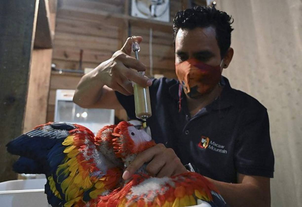 'La ruta Maya que termina en Copán Ruinas, puede convertirse en la ruta guacamaya, que comprende Copán Ruinas, Gracias, Lempira, Lago de Yojoa, La Ceiba y terminamos allá por Roatán', todas regiones hondureñas, destaca por su parte el belga director de Pro-Alas, Geert Van Vaeck.