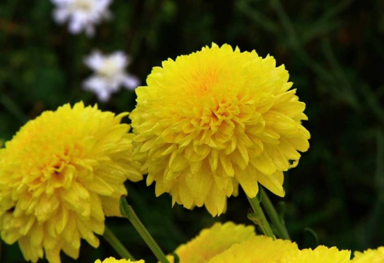 Siguatepeque ya es famosa por el cultivo de las diversas flores como estos pompones.