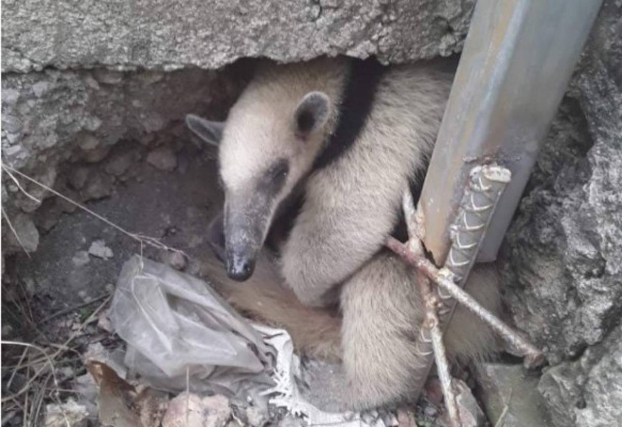 Los bomberos no lo liberaron porque en el lugar del rescate no existe cerca una área segura para ese tipo de fauna.
