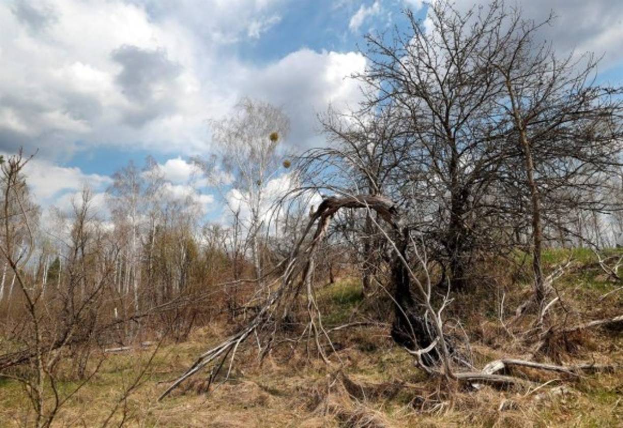 Durante 10 días, el combustible nuclear ardió y liberó a la atmósfera elementos radioactivos que contaminaron, según algunas estimaciones, hasta tres cuartas partes de Europa, sobre todo las entonces repúblicas soviéticas de Ucrania, Bielorrusia y Rusia.