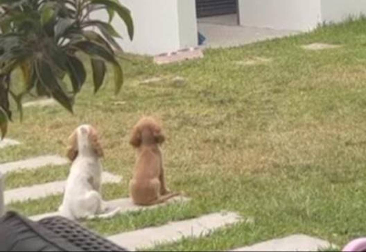 Se trata de sus 2 perritos Honey y Bruno.