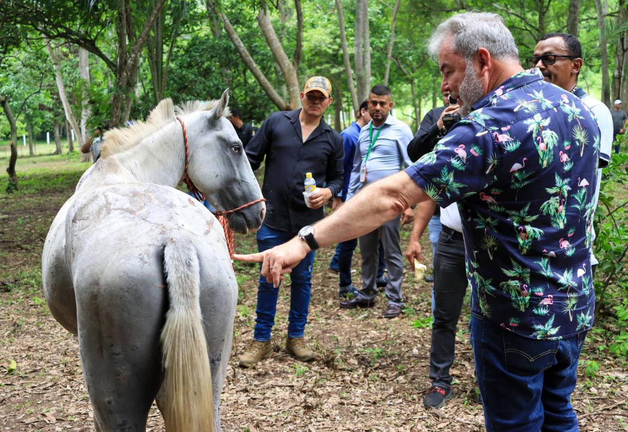 El alcalde Contreras manifestó que San Pedro Sula toma la vanguardia de la bandera “no al abuso animal” y todos los animalitos están siendo recuperados y serán integrados en programas para su recuperación.