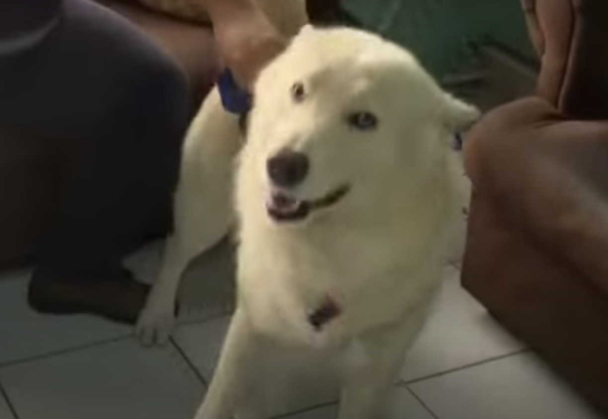 La disputa por Sky se volvió tendencia en Honduras y personas hasta acudieron a los exteriores de los tribunales junto con sus mascotas para protestar por el caso, aduciendo que el animal no debía pasar por dicha situación. 