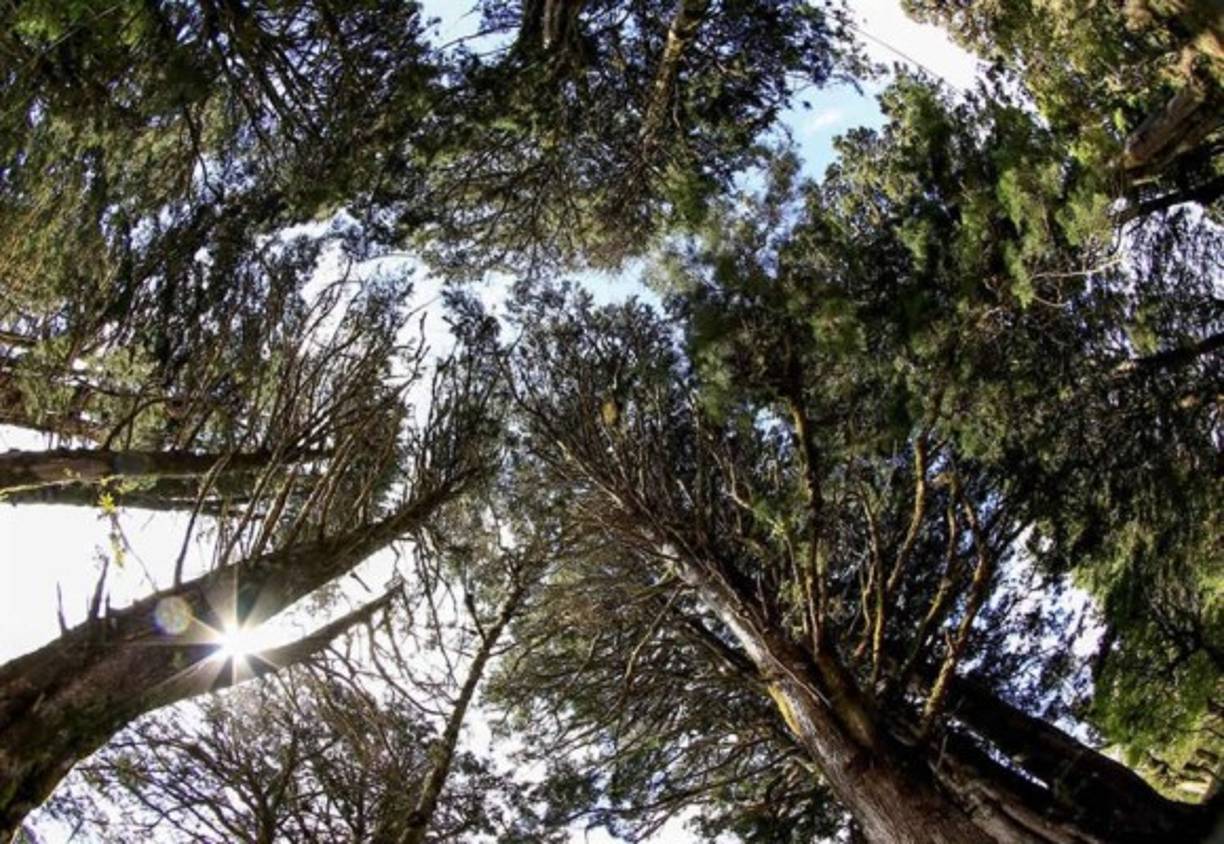 Fotografía fechada el 18 de abril de 2020 que muestra una vista de la zona boscosa de Heredia, Costa Rica.