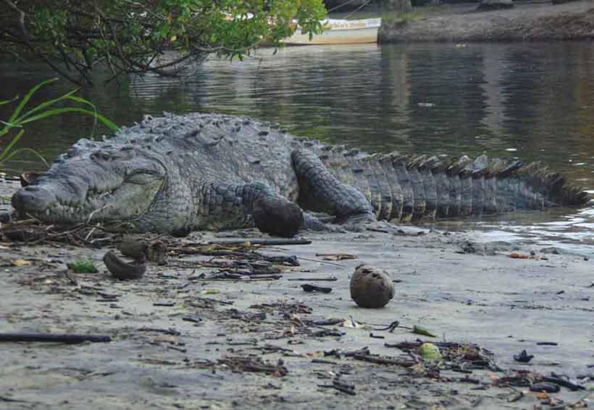 La familia de la joven taiwanesa viajó en las últimas horas a México para seguir la búsqueda de cerca. Temen que cocodrilos la hayan atacado, pues esa laguna es zona de avistamiento de este tipo de animales. 