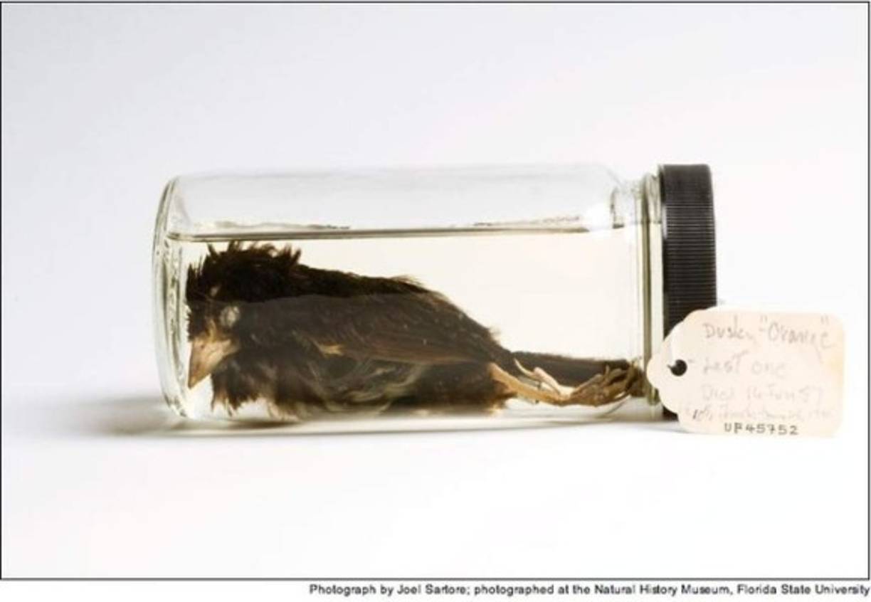 2004 “Cyanerpes”. El Cyanerpes se extinguió a causa de la introducción de animales no originarios de Hawaii como gatos, cerdos y ratas. Se iniciaron exhaustivas búsquedas de este pájaro pero ninguno se ha encontrado, aunque sigue todavía catalogado como una especie en “peligro de extinción”.