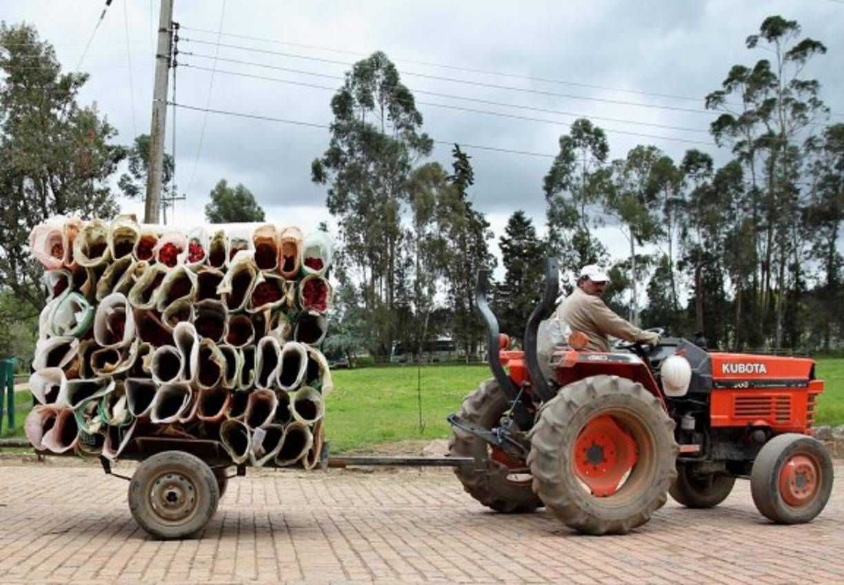 Colombia fue la mayor exportadora el año pasado, con un volumen de 506 millones de flores, seguida por Ecuador (184 millones) y México (43 millones).