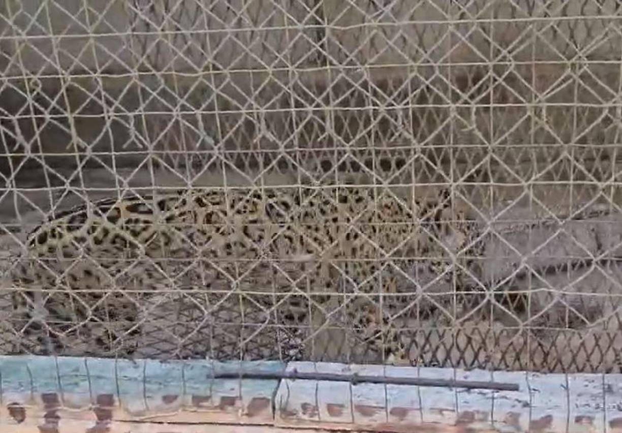 Las autoridades estatales siguen sin pronunciarse por la crisis en Joya Grande. Mientras tanto, la población exige una pronta intervención para evitar que los animales mueran. 