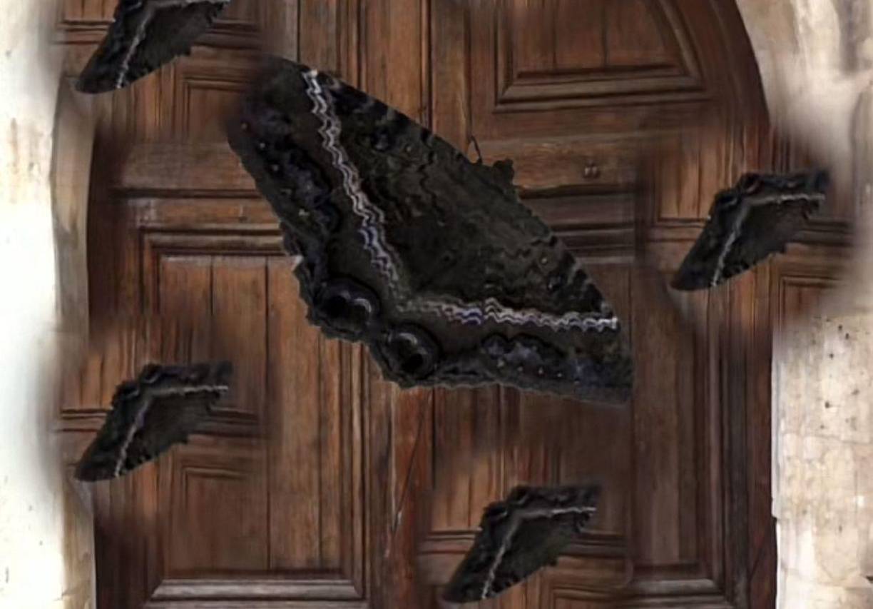 La pitonisa aconsejó no apedrearlas ya que las mismas pueden traer suerte.