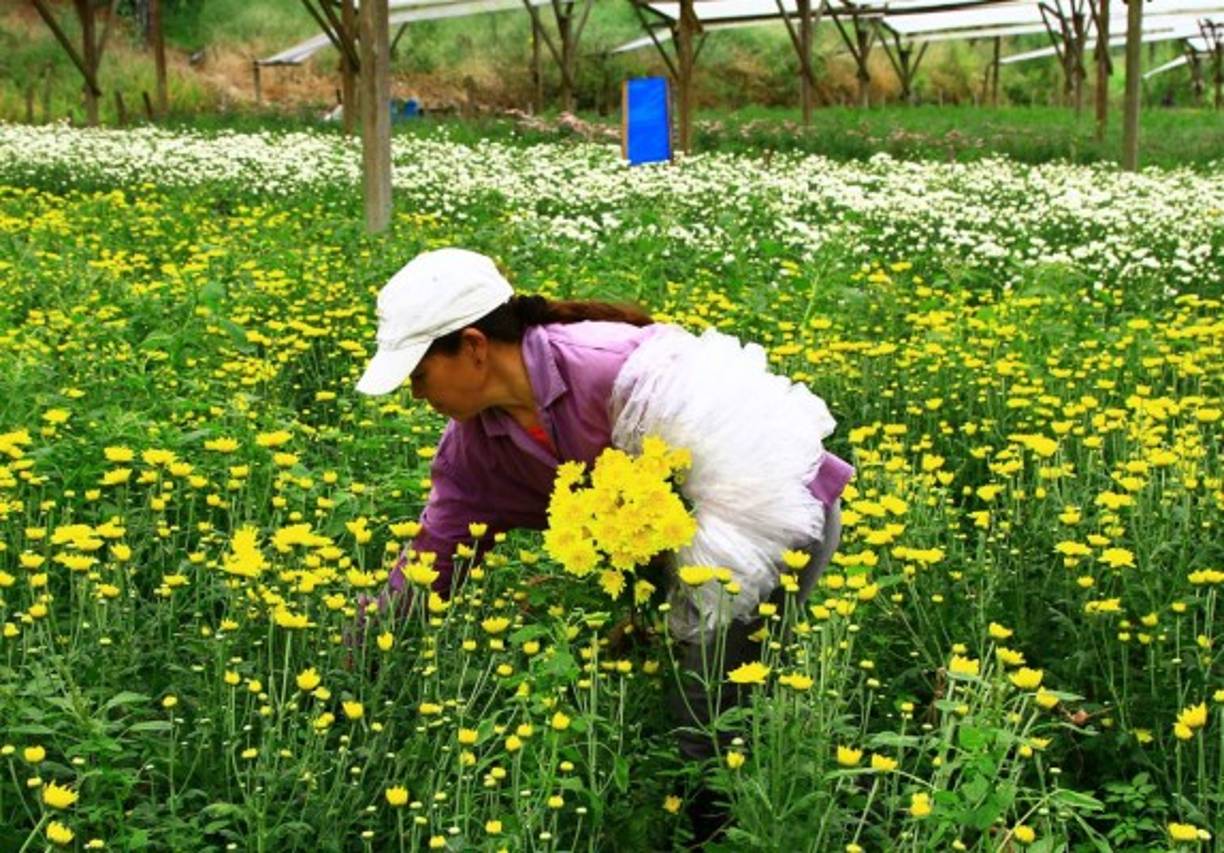 El clima fresco de Siguatepeque es propicio para el cultivo de las flores.