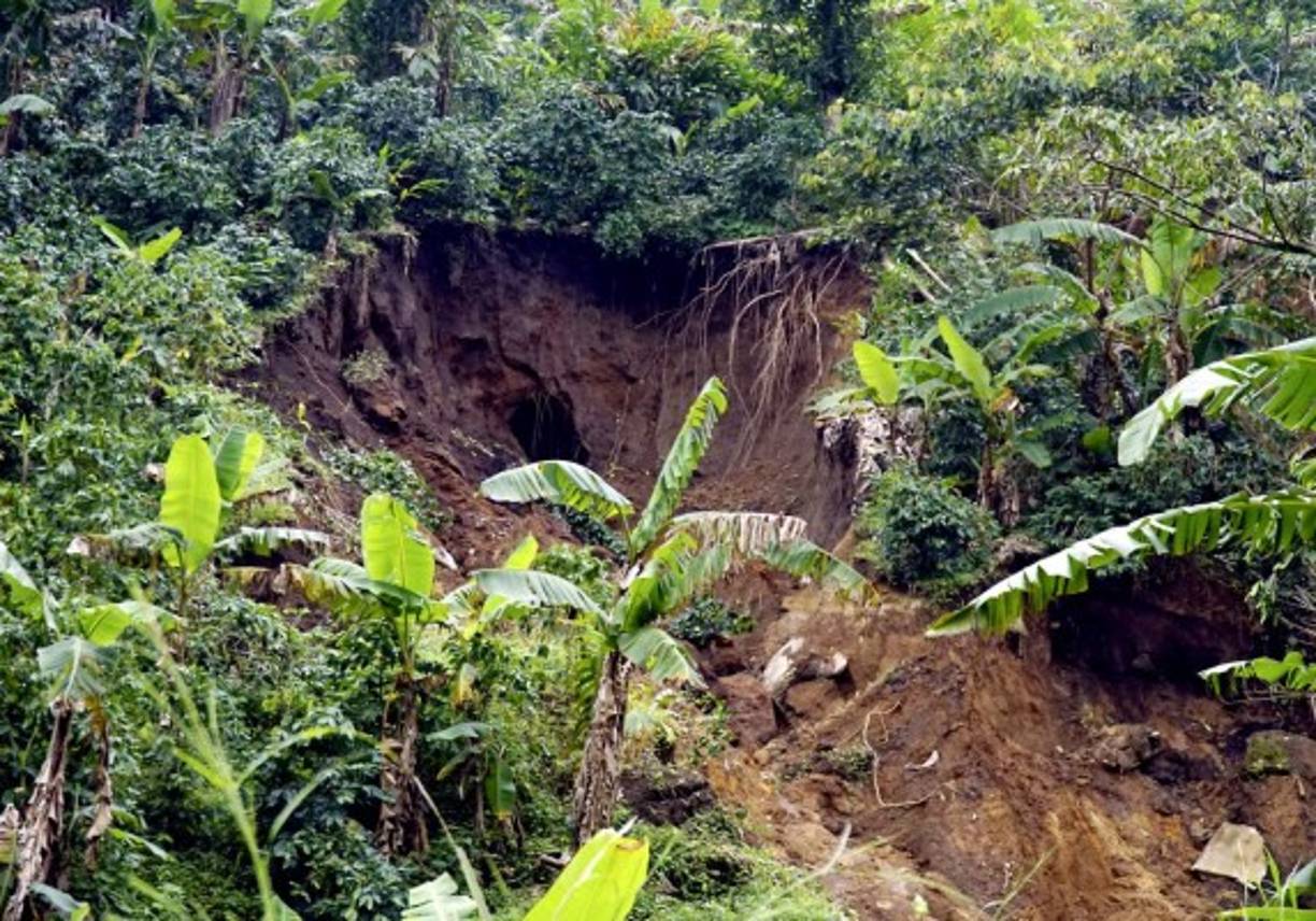 Maquinaria trabajando. Otra de las aldeas aledañas es Plancitos de Suyapa, donde muchas casas fueron inundadas, pero el agua ya bajó y ahora están en la limpieza y han comenzado a trabajar en cortes de café, ya que dicen que de eso sobreviven.<br/><br/>A los largo de la calles que conducen a las aldeas afectadas de Gualala y Santa Bárbara hay muchos derrumbes donde en su mayoría hay maquinaria en algunos casos de cafetaleros que están apoyando así como de la Municipalidad, pues quieren que todos los tramos estén habilitados.