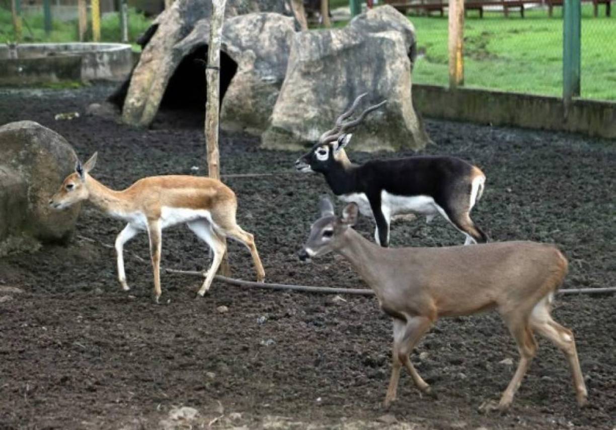 Cabras montesas, venados, cebras y tapires.