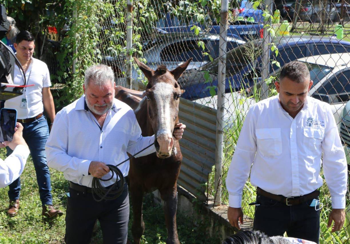 La acción se ejecutó con base al artículo 288 del Plan Arbitrios, que manda a la Municipalidad de San Pedro Sula a través de la Policía Municipal actuar en este tipo de casos de maltrato de animales.