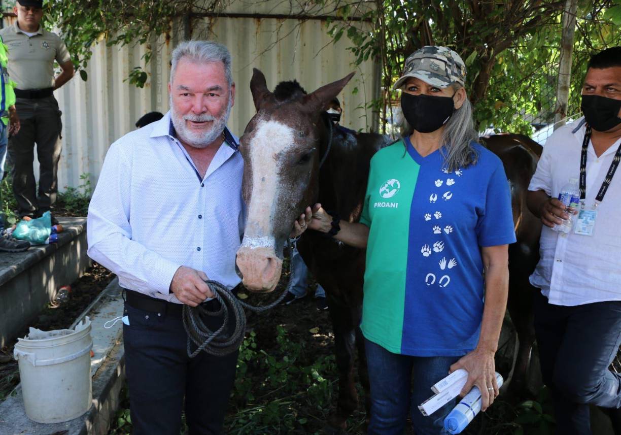 Carol Handal, representante de PROANI, expresó que “con Rambo serían 9 caballos rescatados. En Senasa se le realizarán muestras de sangre para poder obtener resultados sobre su estado de salud”.
