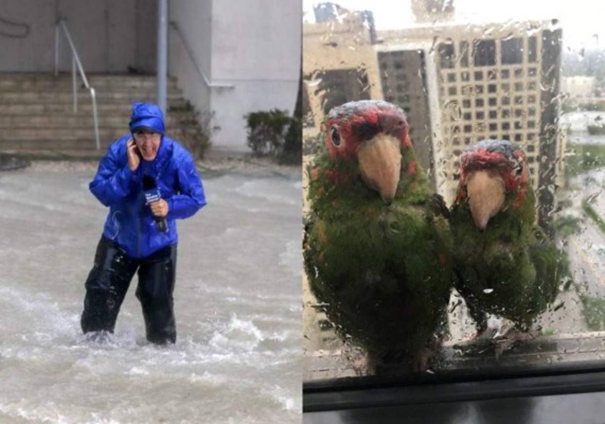 Durante el paso del huracán Irma por el Caribe se han dado casos bastante peculiares, repasamos algunos de los que se han conocido hasta el momento.