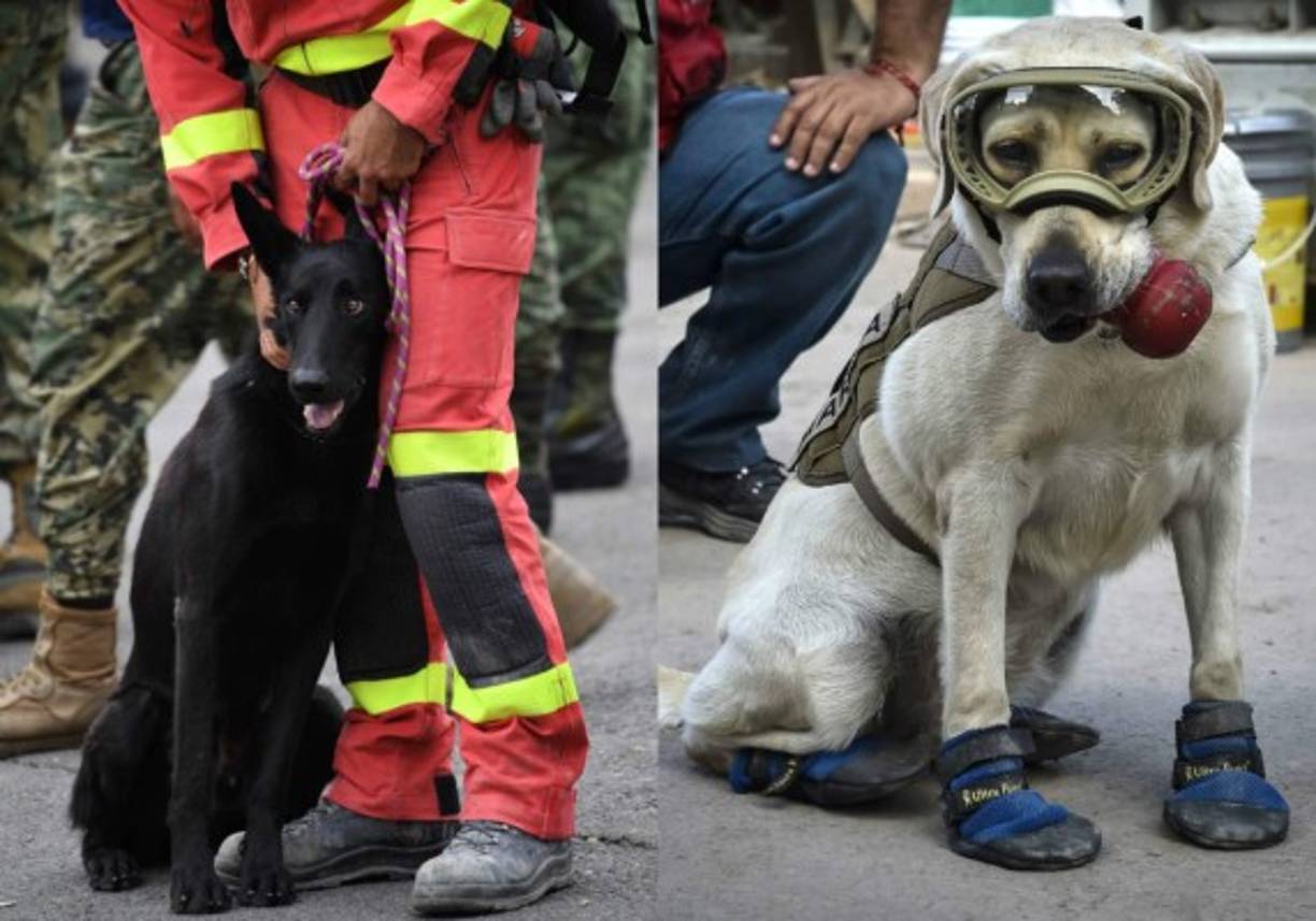 Estos canes han sido fundamentales en el rescate de las víctimas que yacen entre los escombros después del terremoto sufrido en México el pasado 19 de septiembre.