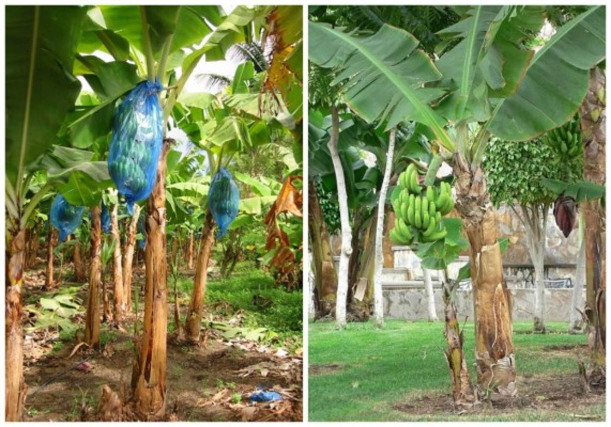 La mata donde crece la banana no tiene algo rígido que la sostenga, todo su tronco está compuesto de hojas grandes.<br/>