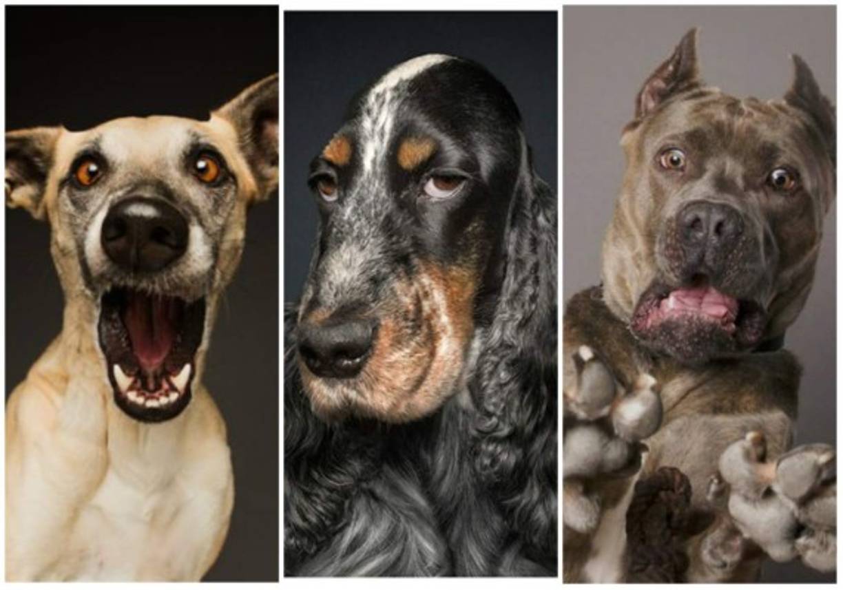 ¿Te has percatado que a veces tu perro parece que sonríe o te mira con indiferencia? <br/><br/>Por increíble que parezca, los perros son capaces de gesticular cuando están frente a sus dueños para comunicarles su estado de ánimo, así lo demuestra un reciente estudio.