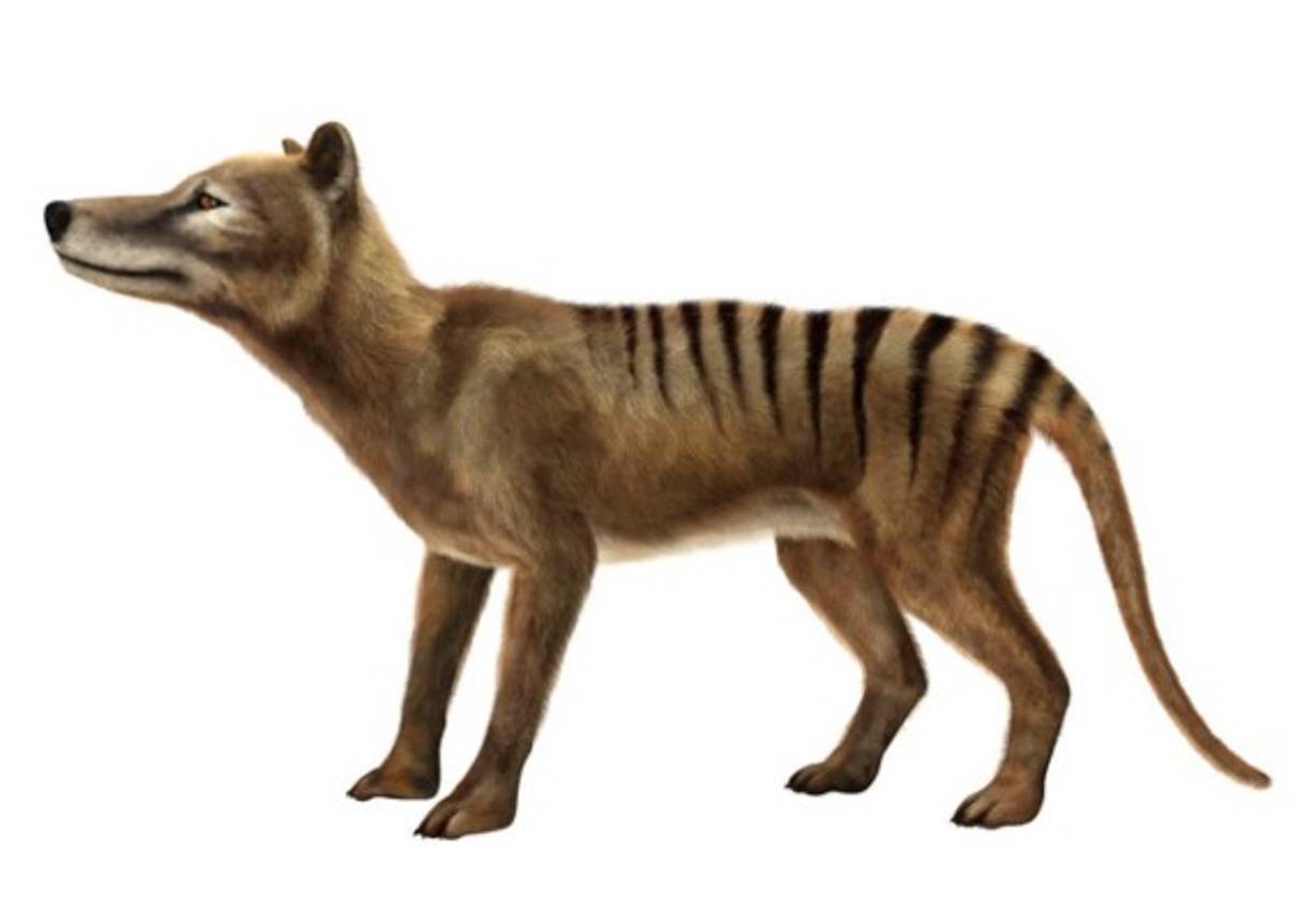 El TIGRE DE TASMANIA provenía de la isla del mismo nombre y era una especia de marsupial (sí, igual que el canguro), y precisamente por su aspecto se le conocía también como lobo marsupial.<br/>Lo de tigre le viene debido a las rayas que tenía sobre su lomo y cuartos traseros. Aunque se cree que los últimos ejemplares se extinguieron en los años 30 del siglo pasado, hay quienes aseguran haber visto ejemplares vivos incluso en la actualidad, aunque por lo general se duda de la veracidad de tales avistamientos.