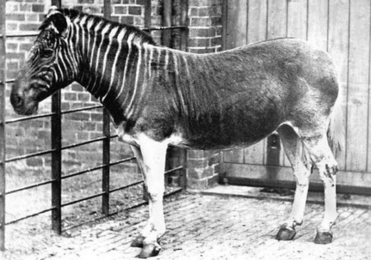 El Quagga es una subespecie extinta de la cebra común. <br/>