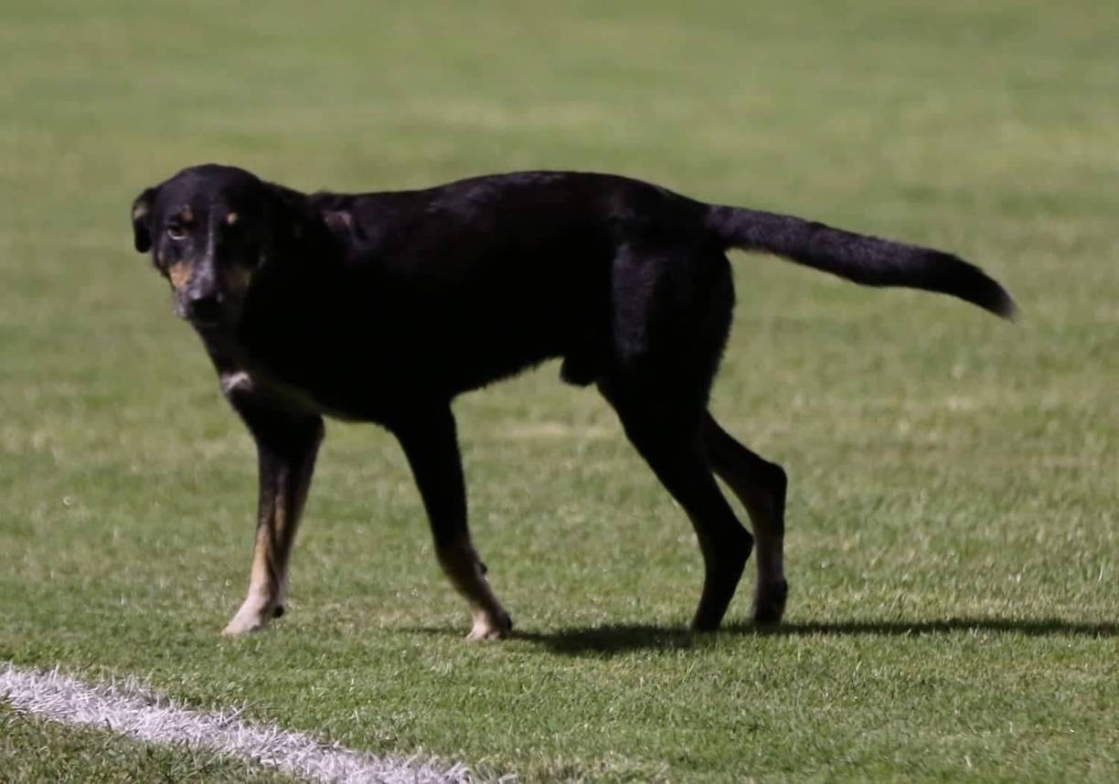 El que no podía faltar. ‘Firulais’ se paseó por el campo del estadio Nacional Chelato Uclés antes del partido.