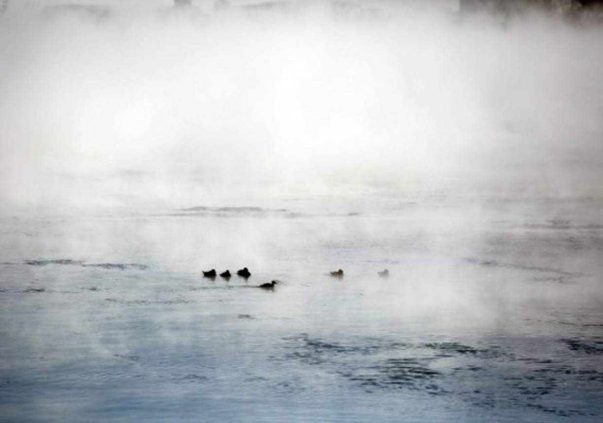 Los patos y otros animales buscaban refugio a las orillas del Lago Michigan.