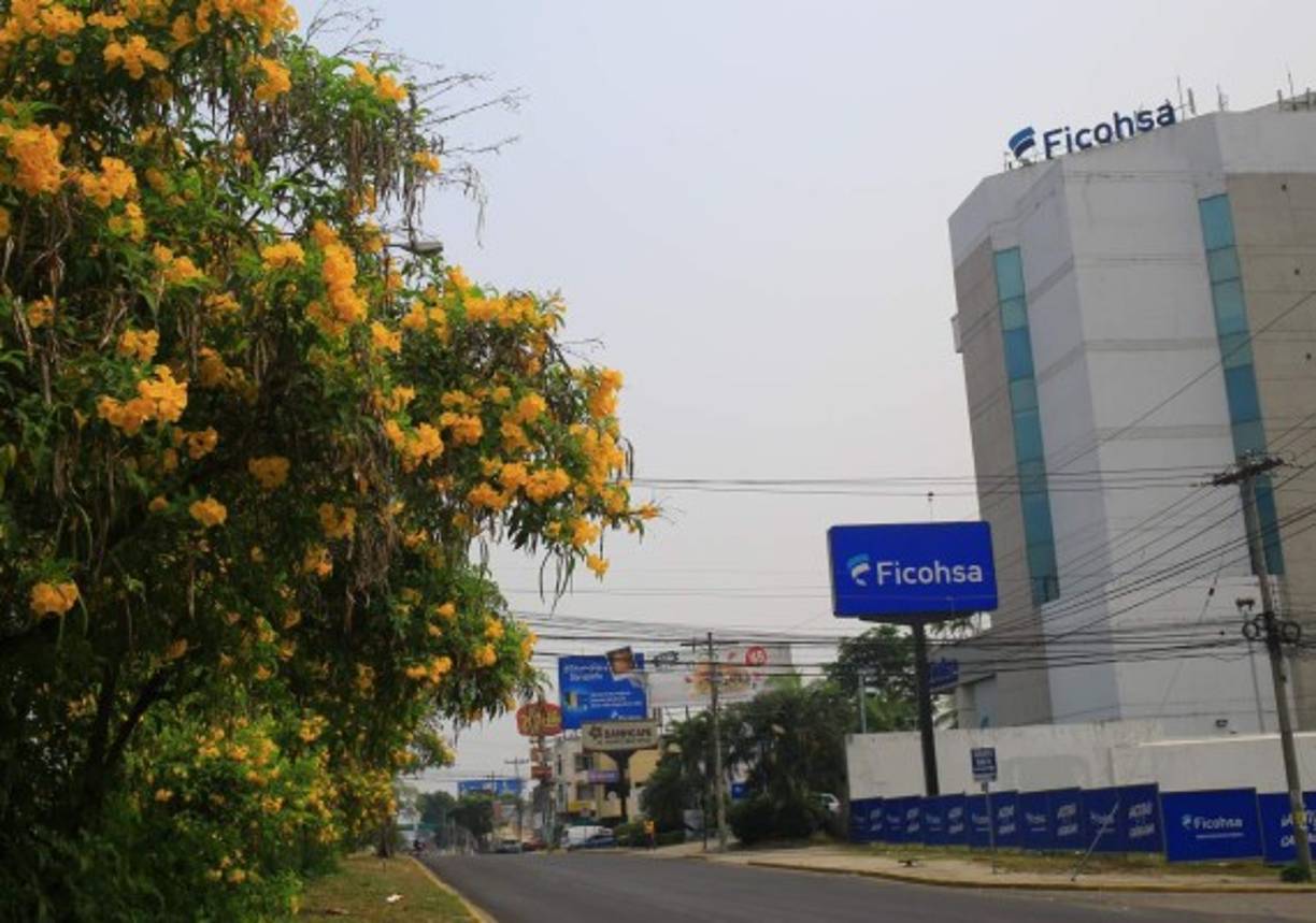 En las medianas de la avenida circunvalación hay muchos árboles de caña fístula.