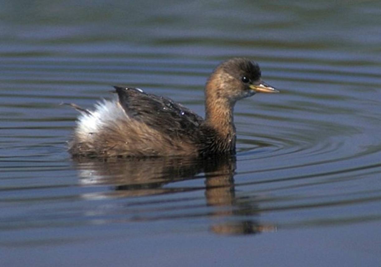 2004 “Pato Mariana”. Este pato se encontraba en tres islas del océano Pacífico. El pato Mariana se extinguió por la pérdida de su hábitat, los cultivos, la sequía y la segunda guerra mundial lo fue acercando a su extinción. En San Diego en el año 1981, falleció la última pareja de estas especies en cautiverio en Sea World.