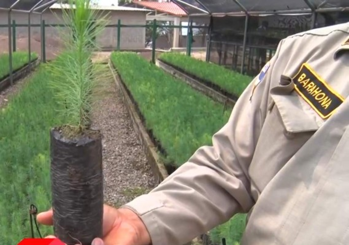 La reforestación es parte de los trabajos que llevan a cabo los bomberos, aunque suene paradójico, pues ante la inconsciencia de la ciudadanía esos mismos árboles muchas veces son incendiados.