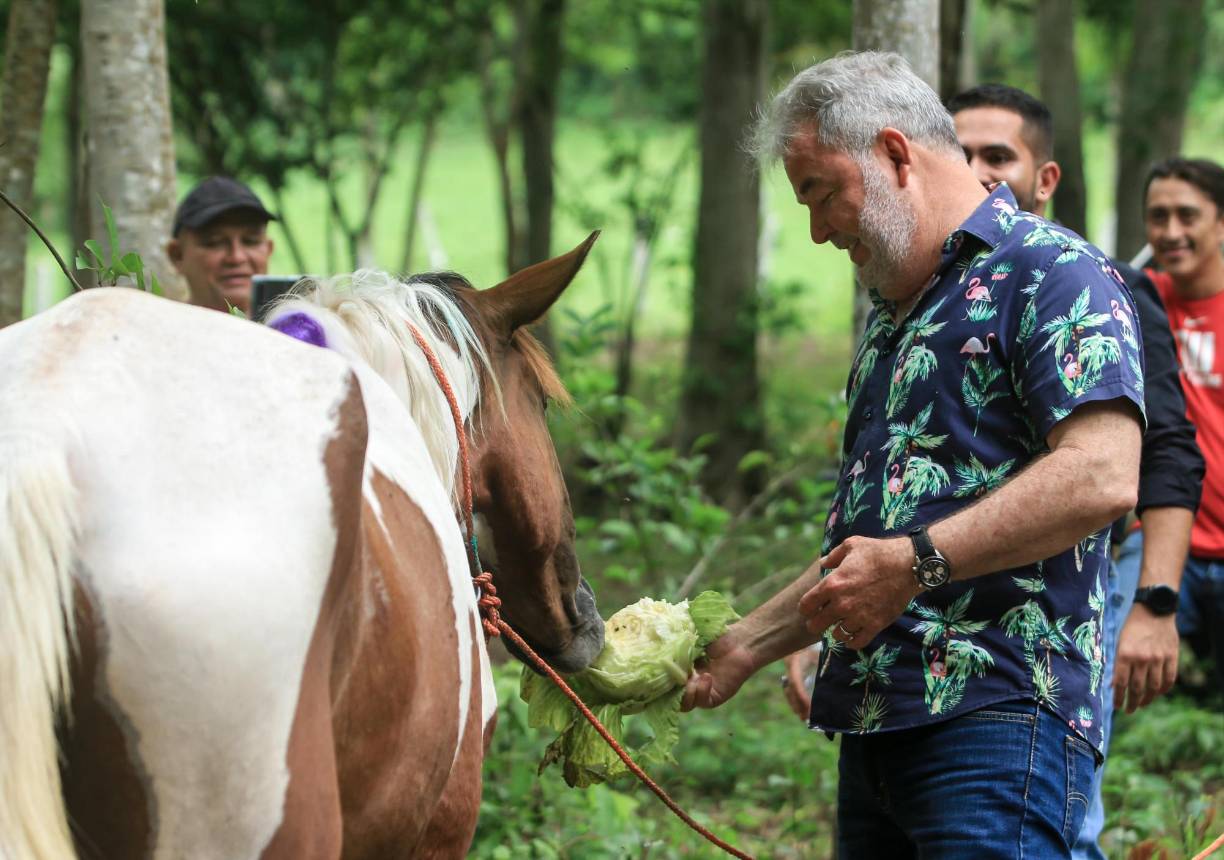 La alcaldía a través de sus Polícias municipales, han decomisado un total de 25 caballos en estado de desnutrición y golpeados por sus dueños en las calles populosas de San Pedro Sula.