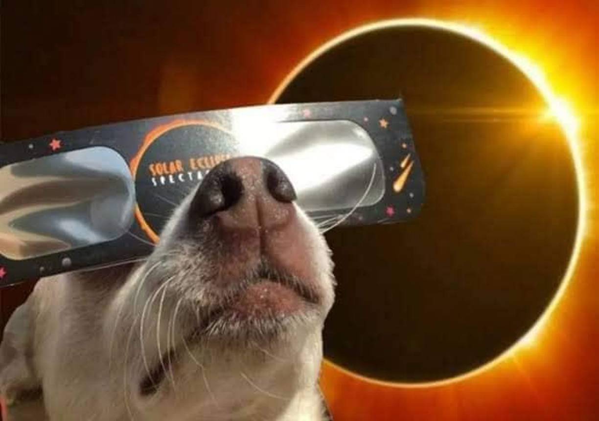El no menos importante pero que llamó la atención fue el de un perrito viendo con lentes el eclipse solar anular, haciendo alusión al momento que vivia toda Honduras. Cabe destacar que este fenómeno se volverá a repetir en Honduras hasta el año 2,131, unos 108 años después.