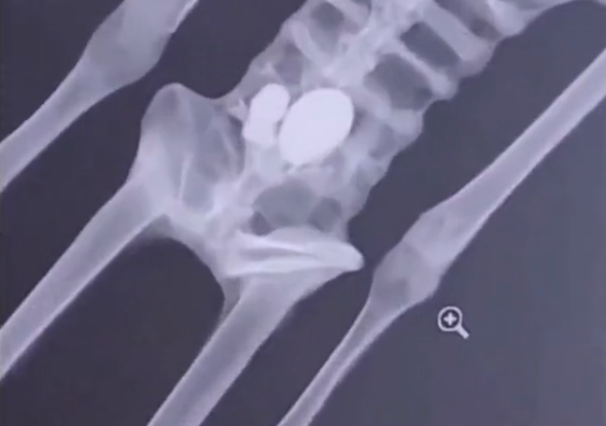 “El LEMA (Laboratorio Nacional de Espectrometría de Masas con Aceleradores) se deslinda de cualquier uso, interpretación o tergiversación posterior que se haga con los resultados que este emite”, sostuvo.