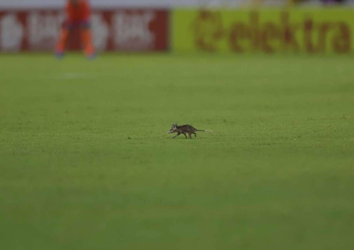 El inesperado ‘invitado’ en el partido. Un tacuazin entró al campo cuando se terminaba el primer tiempo.