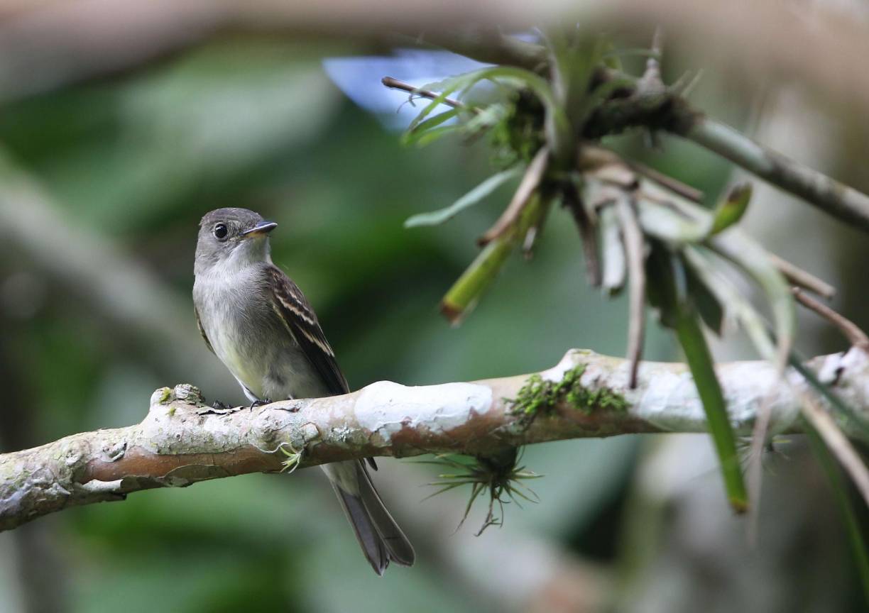 El Lago de Yojoa es uno de los lugares más maravillosos de Honduras porque tiene variedad de flora y fauna.