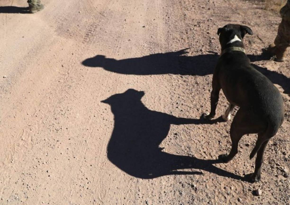 Los militares también utilizan perros de servicio para vigilar la frontera.