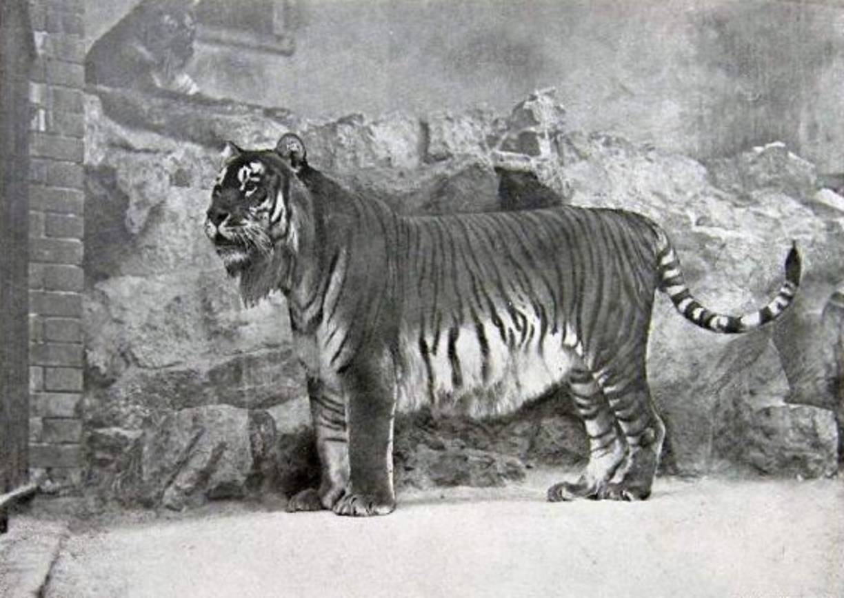 El TIGRE PERSA o tigre del Caspio, era una de las tres grandes especies de tigres, junto con el siberiano y el de Bengala. Aunque la fecha de la extinción de este animal es todavía objeto de debate, eso no cambia el hecho de que en la actualidad no quedan ejemplares vivos. Distinguía a esta especie el tener zonas de pelaje blanco más amplias y sus rayas no eran negras sino que tenían más bien una tonalidad marrón.