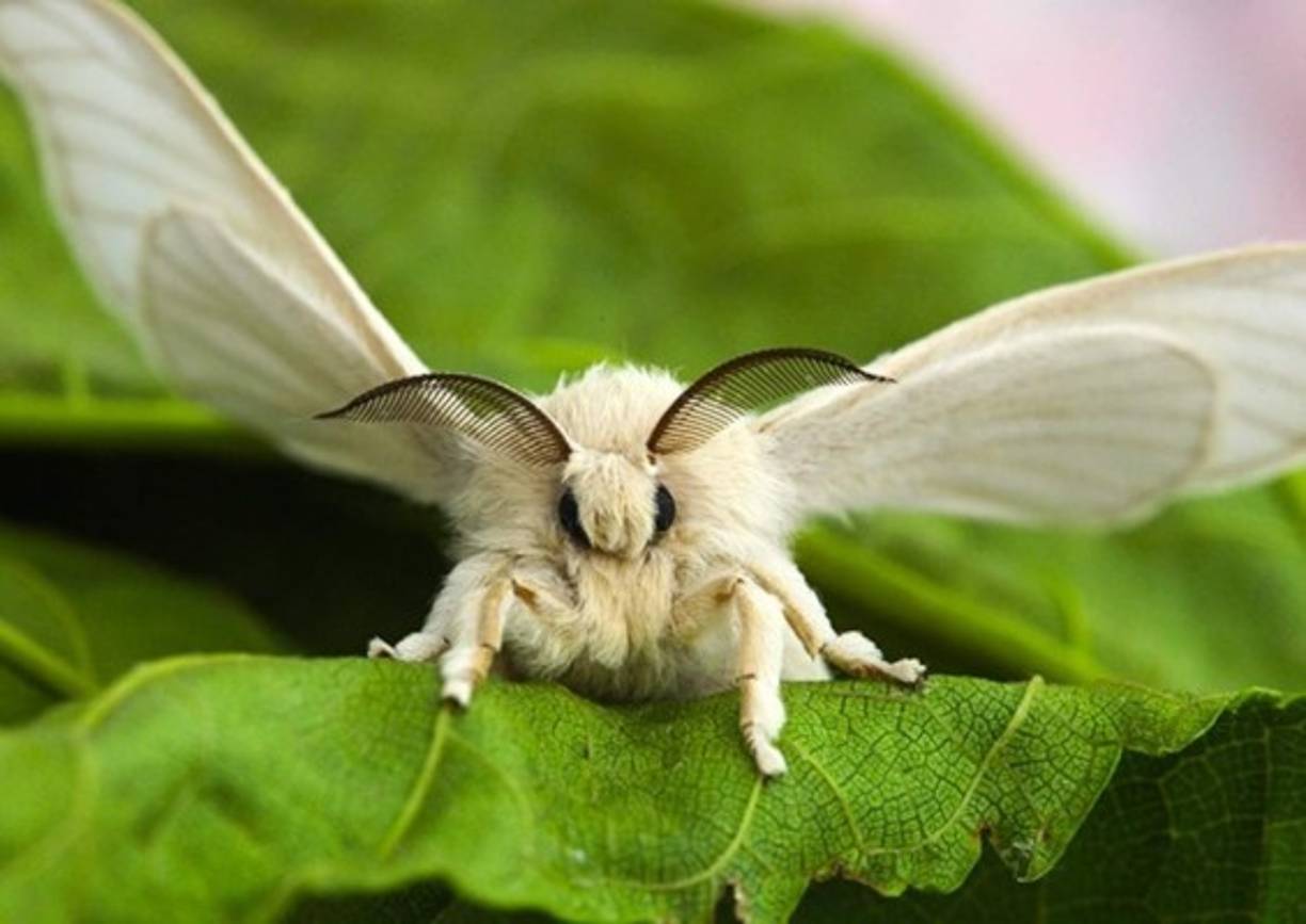 Las polillas absorben la luz► Los ojos de las polillas funcionan de tal forma que absorben por completo la luz visible. Su órgano de visión consiste de varias filas de microesferas, al atravesarlas la luz no se refracta.<br/>Basándose en este principio, los científicos desarrollaron un plástico que usaron en las baterías solares, y lograron la absorción del 99% de la energía solar. Es decir, ahora esta batería puede trabajar incluso de noche e incluso adentro de los edificios.