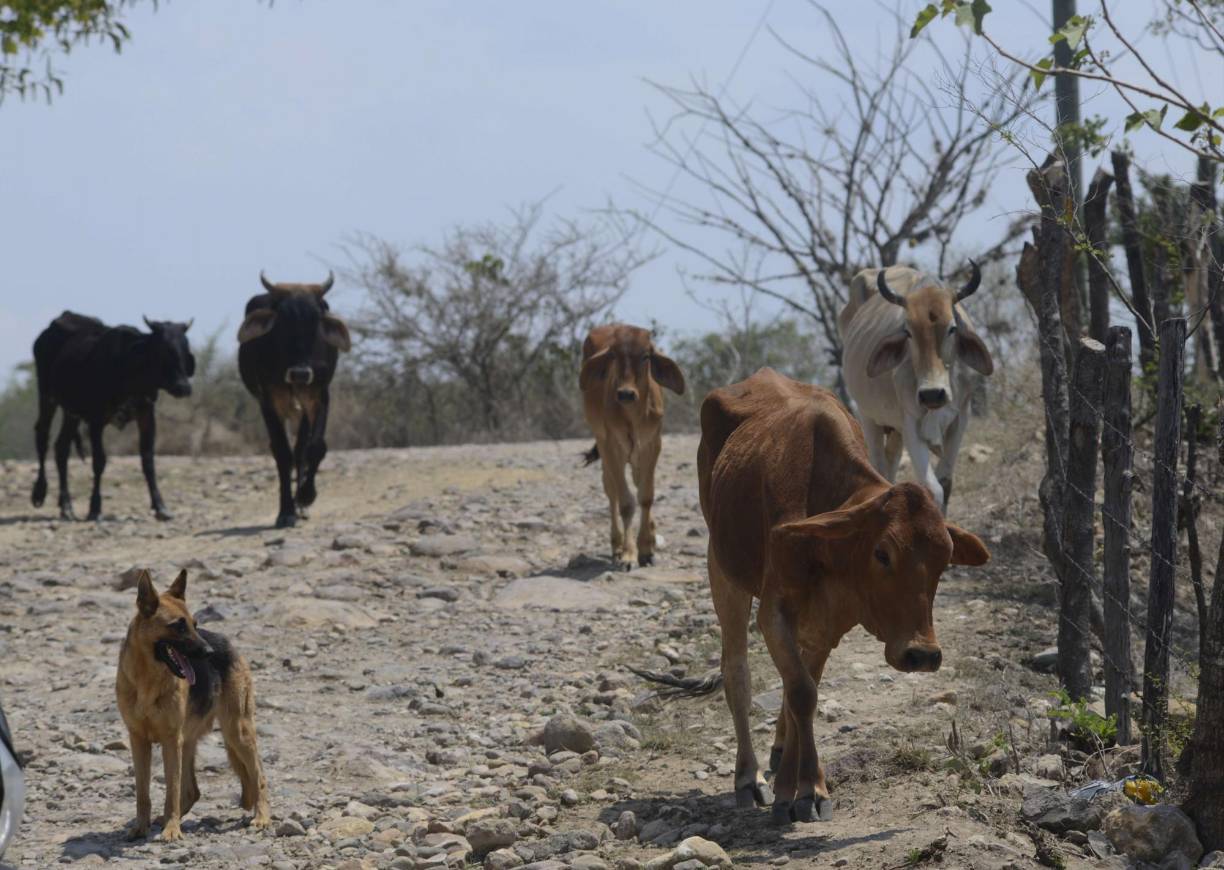 La institución hondureña indicó que cuenta con logística de respuesta en los sectores donde se reporten daños y que exista amenaza de inseguridad alimentaria en las familias más vulnerables a través de la planificación y coordinación interinstitucional del Gobierno, la Red Humanitaria y organismos cooperantes.